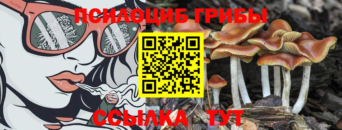 Псилоцибиновые грибы Psilocybine cubensis  Вход с VPN  Белореченск  где купить наркоту  Псилоцибиновые грибы Psilocybe 